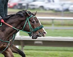 American Pharoah favored to make racing history