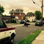 Bears In Butler: Game Commission Official Tells Residents To ‘Bear-Proof’ Their Homes