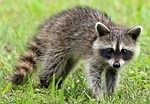 Wildlife Experts: Watch For Rabies This Time Of Year