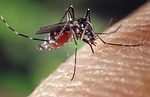 Increasing Numbers Of West Nile Virus In Pa.