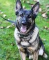 City K-9 Officer Passes Away