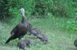 Spring Turkey Seasons Begins With Youth Turkey Hunt